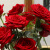 花加（flowerplus）520单品随机色玫瑰送女朋友送爱人玫瑰鲜花礼物云南基地直发鲜花 随机色玫瑰10枝