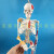 85cm人体骨骼模型骨架人体模型 成人小骷髅教学模型 脊椎全身模型 A款45CM人体骨骼（无神经）