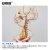 安赛瑞 人体骨骼模型 神经血管骨骼模型 全身神经血管骨架模型 骷髅教学骨科模型175cm 601514