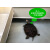龟友天下乌龟缸种龟箱龟池特大号大带产蛋沙池家用巴西养龟箱PP塑料生态缸 黑色60x122x40cm（塑料脚）