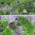 素蜜瑰季园艺 假山草苔藓种子孢子盆景青苔上水石吸水石子花 微星星藓孢子90克