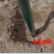 荷兰网立柱燕尾柱铁丝网围栏柱子养鸡网绿色包塑铁柱子防护网栏杆 2.5米高特厚 预埋柱泥土地用 适合2.0米高网