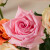 花点时间（Reflower）鲜花玫瑰花束云南昆明基地直发百合向日葵送女友生日礼物 【爆】马卡龙玫瑰10枝-「小玫瑰」