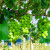 卉双巨峰葡萄苖阳光玫瑰蓝宝石葡萄树苗无籽南方北方种植盆栽 黑芭拉多葡萄苗10年（当年结果） 嫁接葡萄苗1.5-2厘米粗当年结果