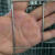 防锈铁丝网养殖网防护网围栏网拦鸡网玉米网圈地网防鼠防蛇防裂网 1米高6.0孔1.5毫粗50米
