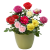LIEI玫瑰花种子盆栽四季播种开花易活室内盆栽花卉植物室外庭院鲜花种 小丽花200粒+(种植套装)