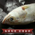 速鲜 三去开背国产白蕉海鲈鱼350-400g*1条生鲜冷冻鱼类海鲜去鳃去鳞去内脏净鱼