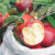 乡语小吖大凉山华硕丑苹果 红露苹果脆甜现摘水果 生鲜 8斤果王90mm以上礼盒装