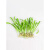 迷你小水兰草缸造景前景草新手入门阴性水草不用二氧化碳好养易活 小水兰5棵