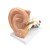 大耳模型人耳解剖模型内耳朵结构造听觉耳鼻喉科展示教学模型 3倍放大耳朵2部件