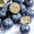 怡颗莓Driscoll's 云南蓝莓 当季新鲜时令水果125g/盒蓝莓 适合孕妇 【云南蓝莓】125g*12盒装