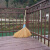 竹扫把 竹扫把农村老式竹丝扫帚笤帚户外庭院环卫通用大扫把扫院子JYH 皮扎竹丝1.5+金丝草