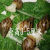 白玉蜗牛活体宠物蜗牛巨型明珠特大蜗牛宿舍小蜗牛观赏幼儿园家养 幼牛10只壳高0.8厘米左右发中通