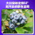 杞里香 默小吉蓝莓原浆 独立小袋便携装蓝莓汁饮料 210ml（7袋） 蓝莓原浆210g*2盒