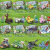 流彗钵钵鸡的玩具我的世界波钵钵鸡松饼小队Dream人仔儿童拼装摆件 人仔动物32个含红石怪+底板+桶