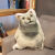 表情包mur猫抱枕创意沙雕猫咪玩偶奇怪的知识猫毛绒午睡靠枕 mur 20厘米无