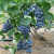 蓝莓种子蓝莓树苗种子阳台盆栽果园庭院蓝梅树果树苗种子 酷派 50粒 宋肥料