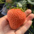 虹越（HONGYUE）家庭果苗 草莓盆栽苗 庭院阳台休闲种植草莓苗 日本美白姬  P9