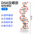 惠得利减数分裂中染色体变化模型教具磁吸式DNA模型(高60cm)大号