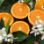 鲜级佳 秭归伦晚9斤橙子应当季水果新鲜果冻橙手剥冰糖甜橙顺丰 9斤 70mm(含)-80mm(不含) 精品果