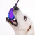 GiGwi贵为玩具狗狗磨牙玩具骨头耐磨耐咬安全材质放心啃咬 透明拉伸哑铃（蓝/紫）长19cm