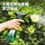 得力 喷雾器 浇花喷壶园艺园林植物洒水壶浇水壶 雾化加压透明瓶身喷水壶绿色 500ml DL581005