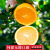 巫山恋橙橙子5斤带箱发货新鲜当季水果整箱一件 伦晚5斤带箱小果(约15-18个)