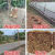 塑料网格防护养殖菜园栅栏户外拦鸡网子圈玉米漏粪脚垫养鸡围栏网 12米高40厚3厘米孔50米长