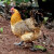 莘地（SHENDI）黑脚麻母鸡 新鲜农家走地鸡 土鸡鸡肉 4只装 净重6.5-7斤左右