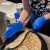 爱马斯(AMMEX)一次性丁腈手套加厚丁晴食品实验室清洁检查防水工作防护厨房劳保手套 XNFST44100(中码)