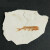 神至生物化石标本 辽西古狼鳍鱼化石标本原板观赏奇石摆件动物SN5590