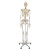 沪模 HM/0101H 全身175cm人体骨骼模型 成人骨架脊柱骷髅可拆卸教学教具