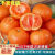 橘子桔子水果新鲜当季薄皮青皮蜜桔柑橘酸应季宜昌2斤5斤 带箱9.5-10斤【精选装】