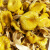 食怀东北特产鸡油菌榆黄蘑黄金菇小黄蘑菇菌煲汤干货批发无硫当季 精选100克