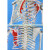 成人一比一人体骨骼模型 肌肉起止点170CM高自然大人体骨架模型 170CM骨骼（有椎间盘及神经）