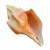 天然海螺贝壳西印度圣螺黄涡螺家居收藏摆件送礼摆饰 螺长11-12厘米