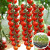大禹普罗旺斯西红柿种子苗番茄苗家庭种植四季盆栽蔬菜苗 普罗旺斯苗/瀑布番茄苗各6棵