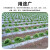 星爸地膜农用白膜保温保湿蔬菜大棚种植防草地膜耐拉扯塑料薄膜2m宽600m20斤