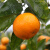 恋果岭广西新鲜沃柑桔子 5斤彩箱装 单果70-75mm 柑橘 橘子 蜜橘 水果