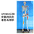 85CM人体骨骼模型 170CM骨架人体模型成人小骷髅教学模型脊椎身 170CM骨骼附肌肉着色及韧带