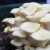 寿禾 食用蘑菇种子菌种种植包菌包金针菇猴头菇自种家用批发灵芝平菇 榆黄菇菌包 1个【约1kg】
