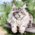 光光爱宠缅因猫幼猫活体长毛猫宠物猫大体巨型森林猫西伯利亚挪威小猫活物 血统级