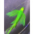 蝶翼斑马鱼长尾长鳍古法小鱼观赏鱼荧光冷水鱼鱼 大号（绿翡翠）蝶翼斑马鱼5-6cm