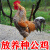 宝诺滋汶上黑金芦花公鸡活鸡大种公鸡活体农家散养土鸡包活到家打野公鸡 2只普通金芦花公鸡3.5斤左右