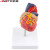安达通 实验室教学1:1人体心脏解剖模型B超彩超可拆卸心脏医学教学模型C自然大心脏搭桥模型（34标识）77635