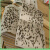 卫洋 WYS-259 粘蝇纸 粘苍蝇板粘蝇胶捕蝇灭蝇器100片装
