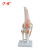 沪模HM/XC111 人体膝关节功能模型（自然大）  半月板交叉韧带活动膝盖骨髌骨 骨骼教学模型