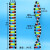 大号DNA双螺旋结构模型拼接遗传基因和变异diy初高中化学生物实验器材教具教学演示版DNA物理分子结 DNA双螺旋结构模型(大号演示版)