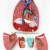蓝蝶（Blue butterfly）喉心肺呼吸系统模型 喉心肺耳鼻喉科喉头心脏肺解模型  喉心肺呼吸系统（带标识） 