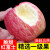 妮姬烟台脆甜红富士苹果 5\/9斤当季新鲜水果 新鲜栖霞特产脆甜丑萍果 5斤